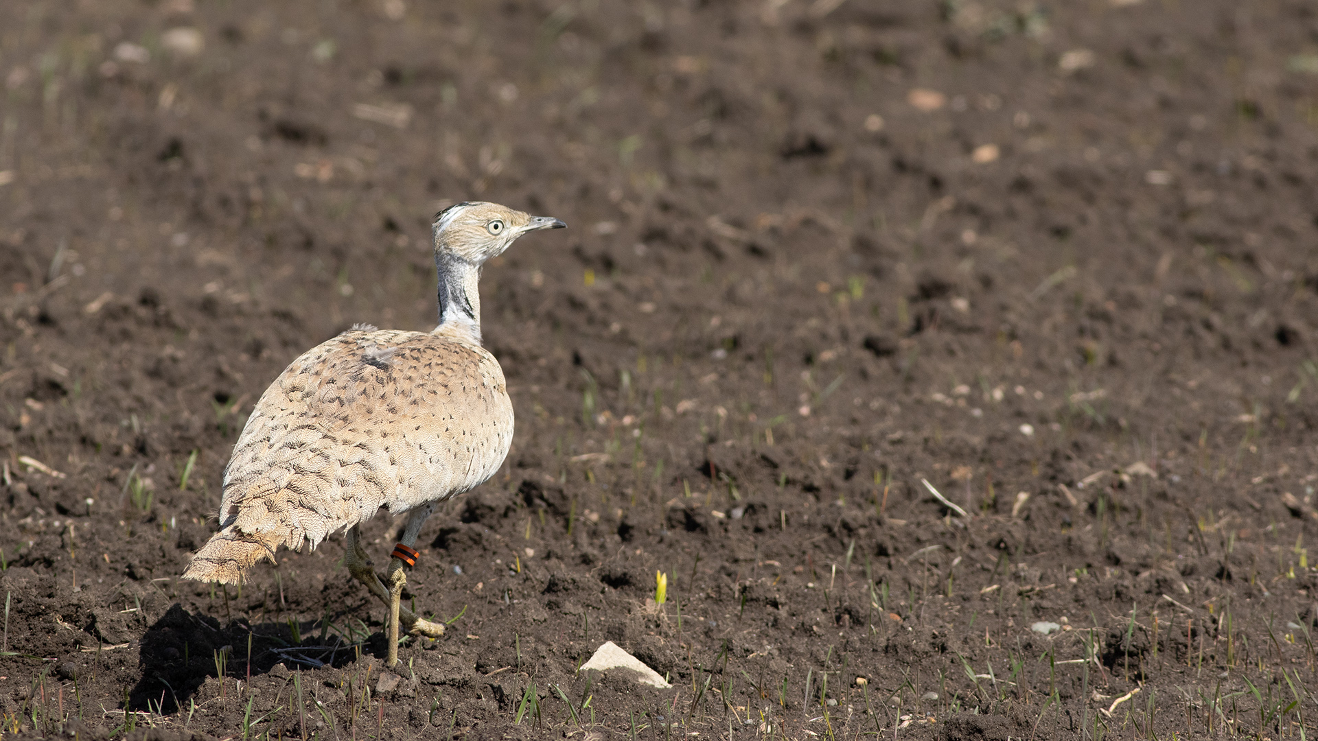 Macqueen's Bustard